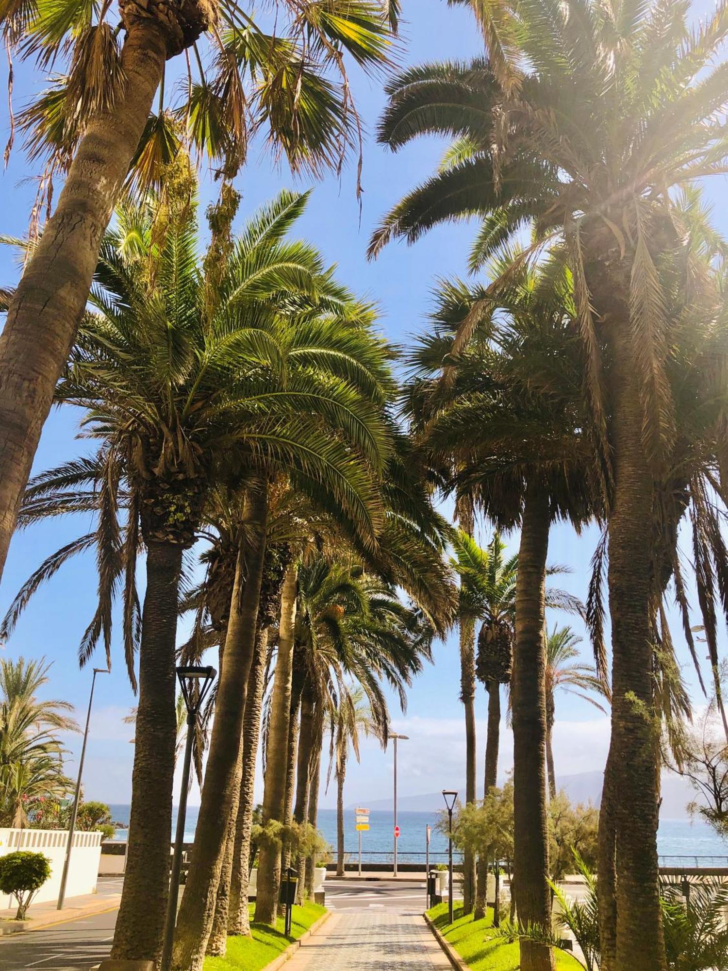 Estudio Tinerfe Puerto de la Cruz (Tenerife)