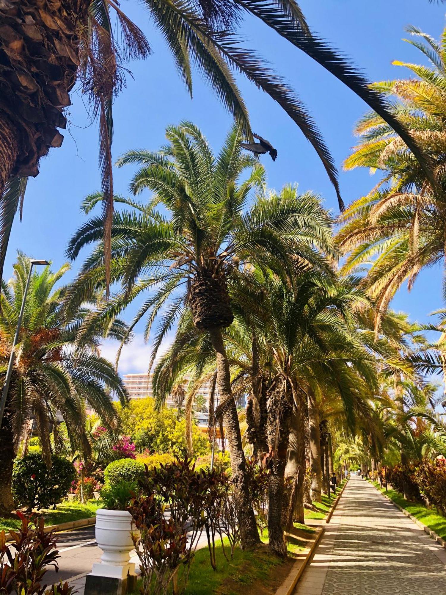 Apartment Estudio Tinerfe Puerto de la Cruz (Tenerife)