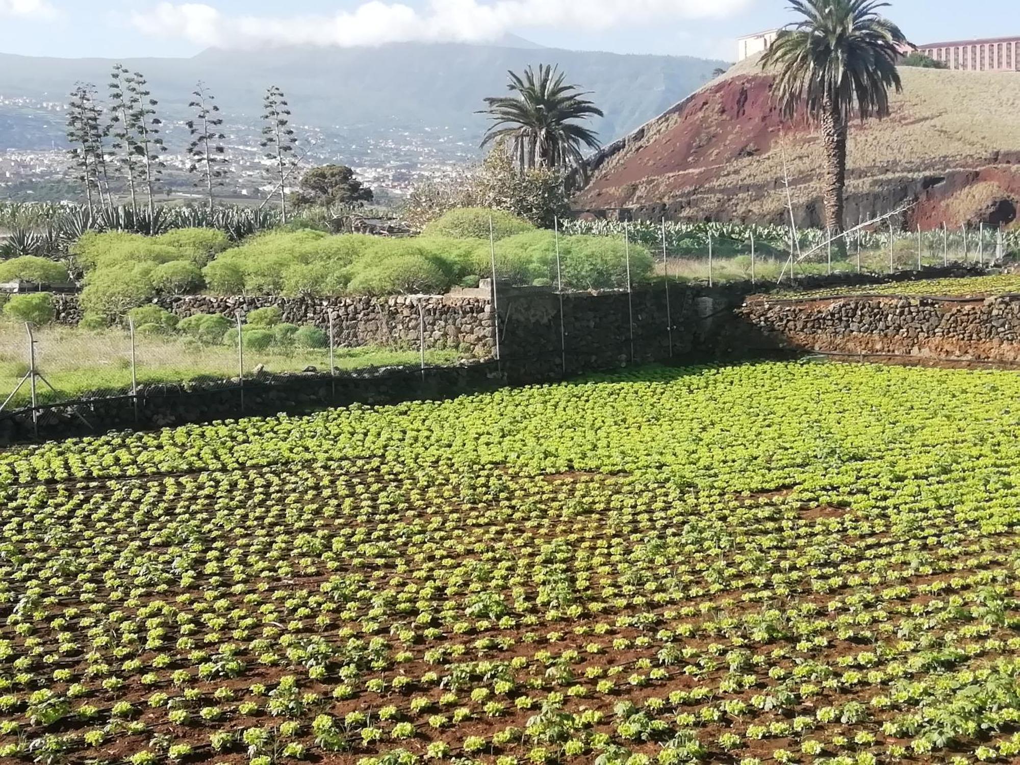 Tapias, Casa Mane Holiday home Puerto de la Cruz (Tenerife)