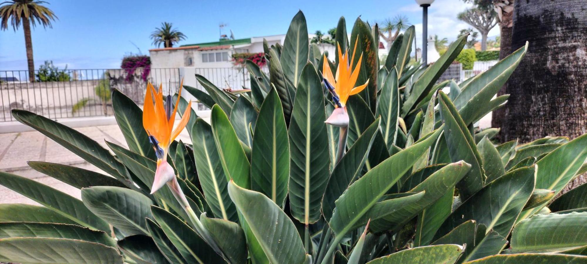 Full Appt Atlanta Peaceful Garden With Pool Apartamento Puerto de la Cruz (Tenerife)