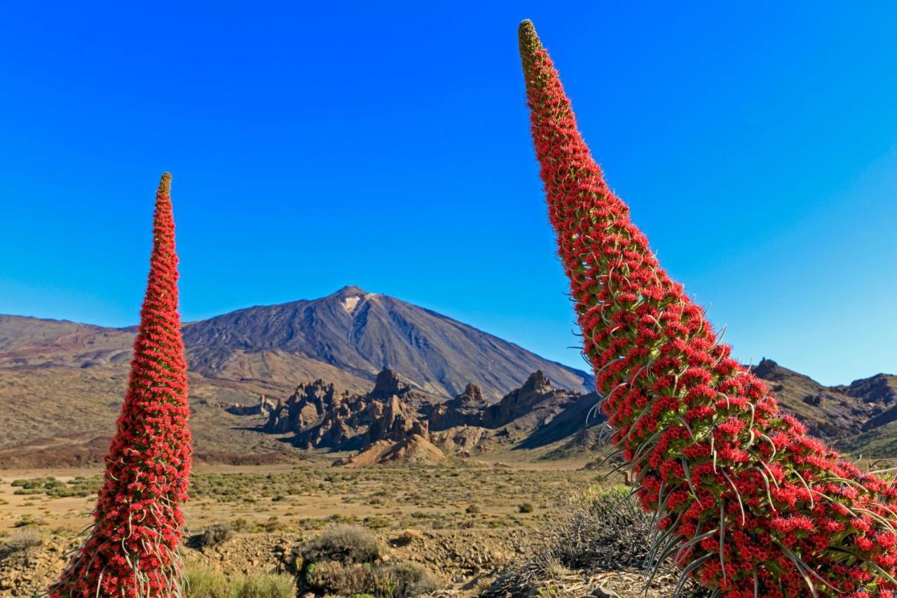Apartment Jardines Del Teide