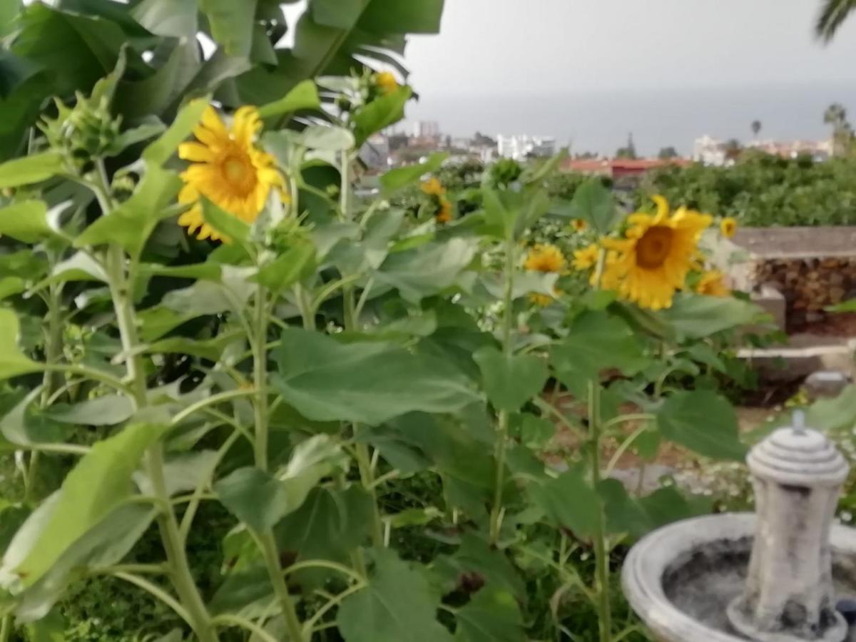 Apartment Cristina Sol H1 Puerto de la Cruz (Tenerife)