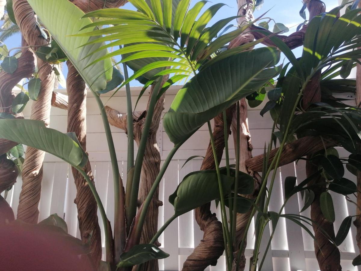 - Sun House - Holidays - Apartment Puerto de la Cruz (Tenerife)