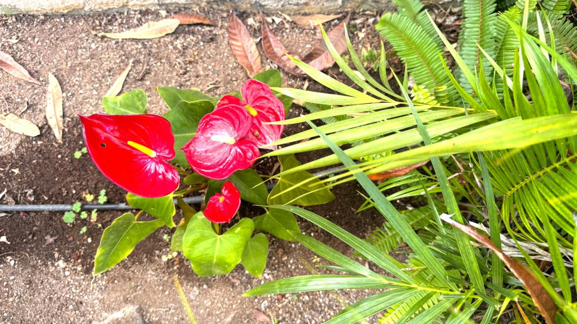 Casa Flor Puerto de la Cruz (Tenerife)
