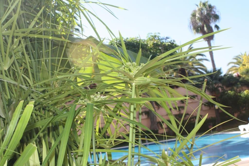 Puerto De La Cruz: Loft, Terraza Y Piscina *